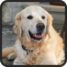 UltraK9 Pro Review-Malcom